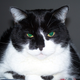 Image for article titled Caturday Night Special: Reader Kitties Are Surly & Sweet